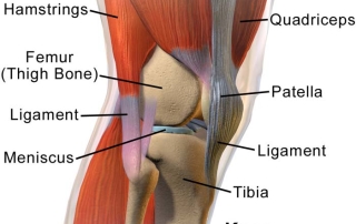 Knee Anatomy Side View