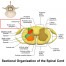 DRG Stimulation (Dorsal Root Ganglion) | Dr. Scott Naftulin