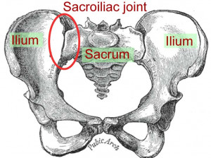 Sacroiliac Joint